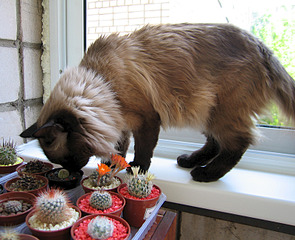 click for enlarge 800 X 650 466.3 Kb picture