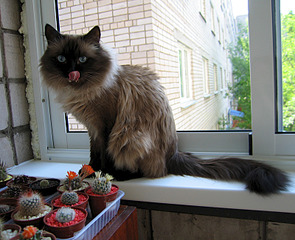 click for enlarge 800 X 650 441.0 Kb picture