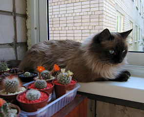 click for enlarge 800 X 650 438.2 Kb picture