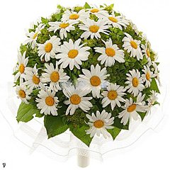 click for enlarge 500 X 500  65.5 Kb picture