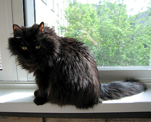 click for enlarge 800 X 650 419.4 Kb picture