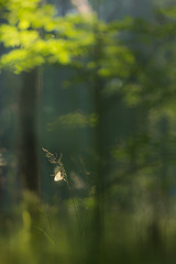 click for enlarge 534 X 800 114.7 Kb picture