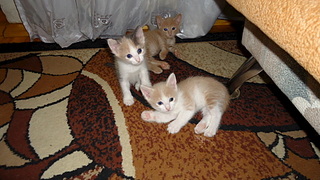 click for enlarge 1920 X 1080 704.8 Kb picture