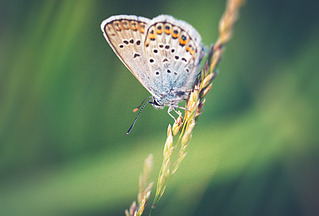 click for enlarge 900 X 609 292.8 Kb picture