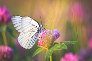 click for enlarge 900 X 600 490.7 Kb picture