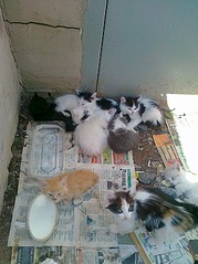 click for enlarge 605 X 807 159.2 Kb picture