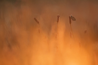 click for enlarge 800 X 534 75.7 Kb picture