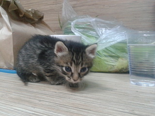 click for enlarge 1600 X 1200 499.8 Kb picture