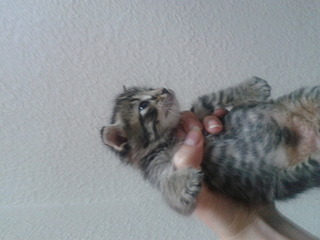 click for enlarge 1600 X 1200 452.8 Kb picture