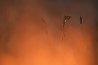 click for enlarge 800 X 534 70.2 Kb picture