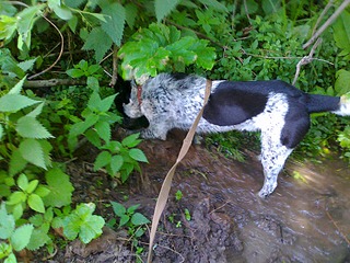 click for enlarge 1920 X 1440 834.0 Kb picture