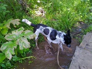 click for enlarge 1920 X 1440 911.6 Kb picture