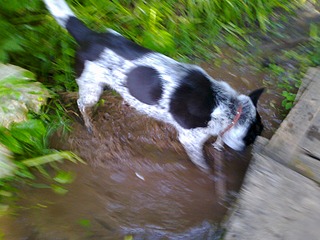 click for enlarge 1920 X 1440 618.9 Kb picture