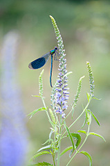 click for enlarge 664 X 1000 166.8 Kb picture