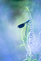 click for enlarge 664 X 1000 137.0 Kb picture