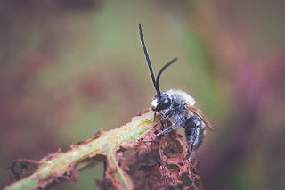 click for enlarge 900 X 600 327.0 Kb picture