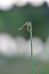 click for enlarge 531 X 800  34.7 Kb picture