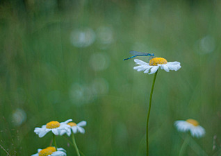 click for enlarge 1500 X 1059 101.0 Kb picture