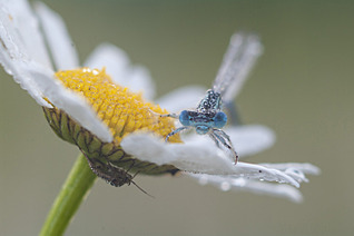 click for enlarge 1500 X 997 188.9 Kb picture