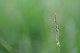 click for enlarge 800 X 531 34.2 Kb picture