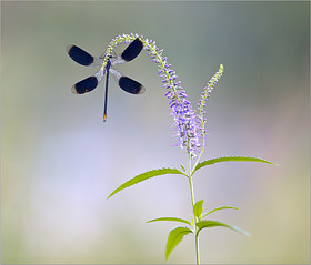 click for enlarge 994 X 850 509.3 Kb picture