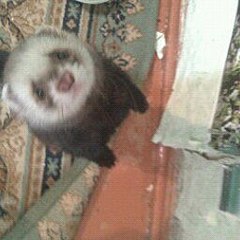 click for enlarge 256 X 256  14.6 Kb picture