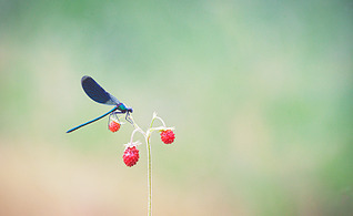 click for enlarge 900 X 551 388.8 Kb picture