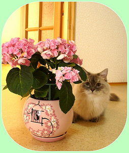 click for enlarge 1875 X 2213 645.0 Kb picture
