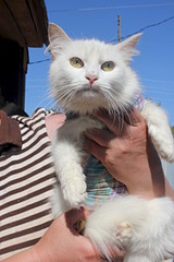 click for enlarge 1920 X 2880 671.5 Kb picture