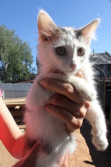 click for enlarge 1920 X 2880 811.1 Kb picture