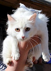 click for enlarge 746 X 1024 114.1 Kb picture