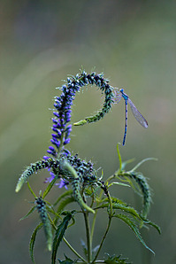 click for enlarge 641 X 962 402.2 Kb picture
