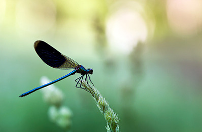 click for enlarge 980 X 641 264.2 Kb picture
