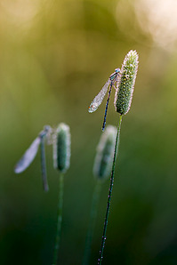 click for enlarge 641 X 962 272.8 Kb picture