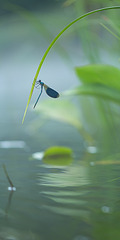 click for enlarge 800 X 1600 286.9 Kb picture