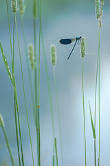 click for enlarge 534 X 800 123.8 Kb picture
