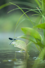 click for enlarge 534 X 800 130.5 Kb picture