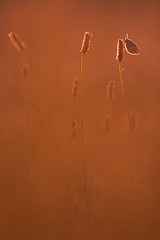 click for enlarge 534 X 800 69.6 Kb picture