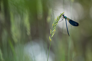 click for enlarge 800 X 534 116.5 Kb picture