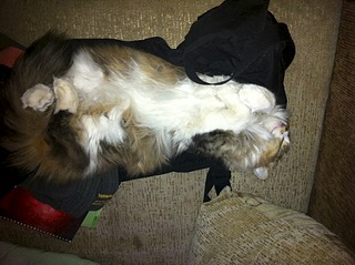 click for enlarge 1920 X 1434 529.2 Kb picture