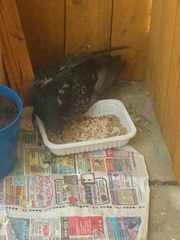 click for enlarge 612 X 816  63.0 Kb picture