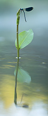 click for enlarge 504 X 1200 129.3 Kb picture