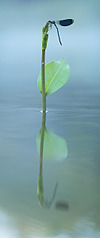 click for enlarge 501 X 1200 102.8 Kb picture