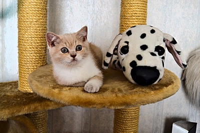 click for enlarge 800 X 533 149.1 Kb picture