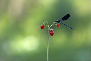 click for enlarge 1198 X 800 378.3 Kb picture