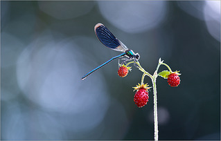 click for enlarge 1250 X 800 393.2 Kb picture