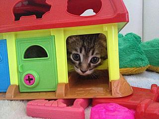 click for enlarge 1280 X 960 184.5 Kb picture