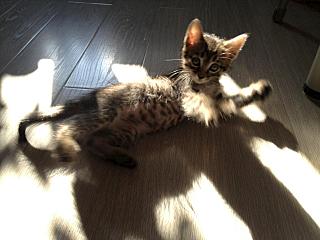 click for enlarge 1280 X 960 122.2 Kb picture