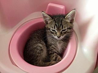 click for enlarge 1280 X 960 144.3 Kb picture