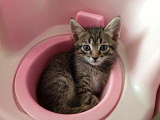 click for enlarge 1280 X 960 137.8 Kb picture